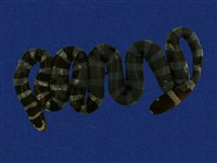 藏品(黑唇青斑海蛇)的圖片